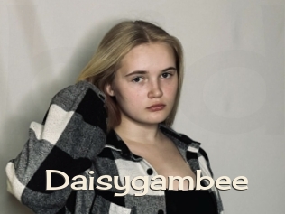 Daisygambee